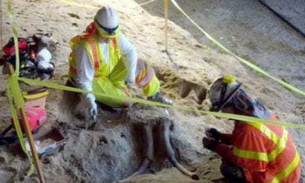 Hallan fósiles de mamut en el Metro de Los Ángeles