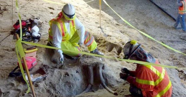 Hallan fósiles de mamut en el Metro de Los Ángeles