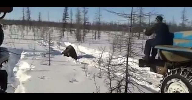 Video: Camión atropella a oso hasta matarlo