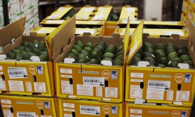 Impiden la entrada de 120 toneladas de aguacate jalisciense a EU