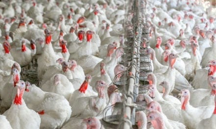 Chile confirma influenza aviar en centro de producción de pavos
