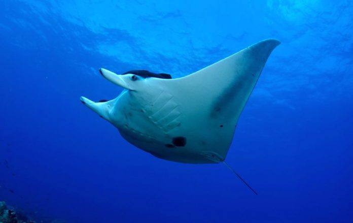Cientos de turistas heridos por mantarrayas en California