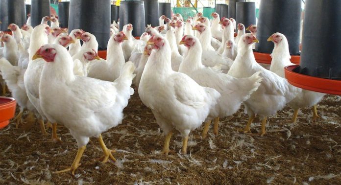 Influenza aviar en Chile frena exportación a Perú, Argentina y Hong Kong