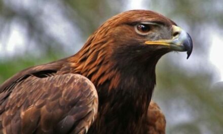 Nuevo proyecto buscará conservar al águila real en México