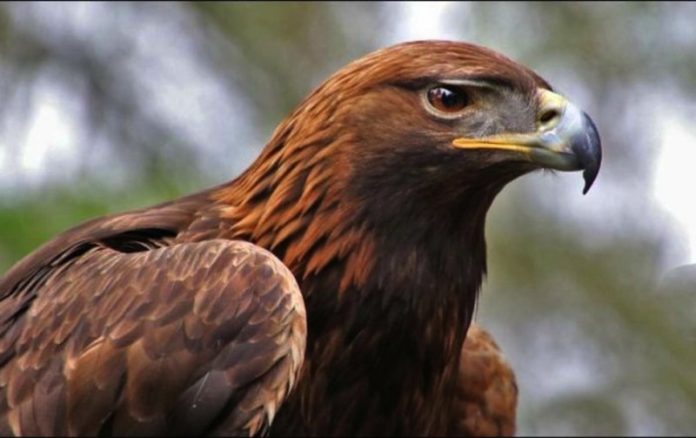 Nuevo proyecto buscará conservar al águila real en México