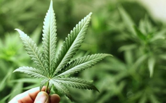 Piden no legislar a la ligera en tema de cannabis