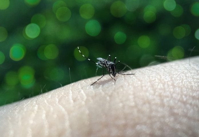 Aplicarán operativos en panteones para prevenir dengue