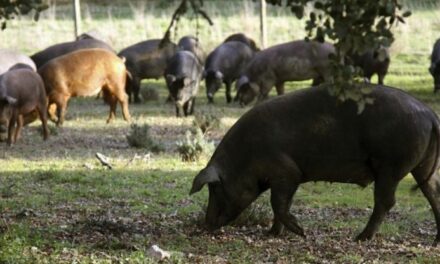 En Filipinas 20 mil sacrificios para contener peste porcina africana