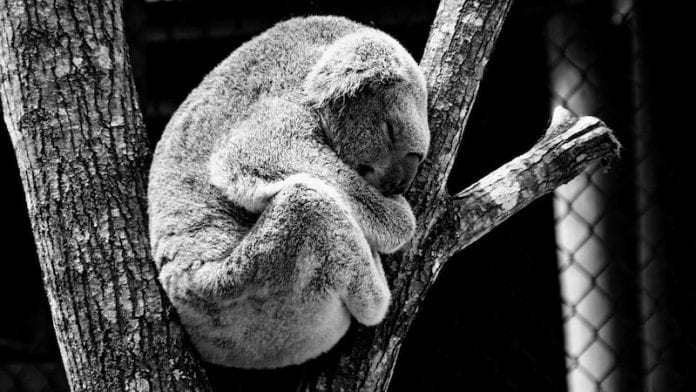 Hábitat de koalas en Australia en llamas, 350 ejemplares muertos