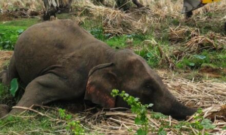 Mueren 293 elefantes y 96 personas en Sri Lanka