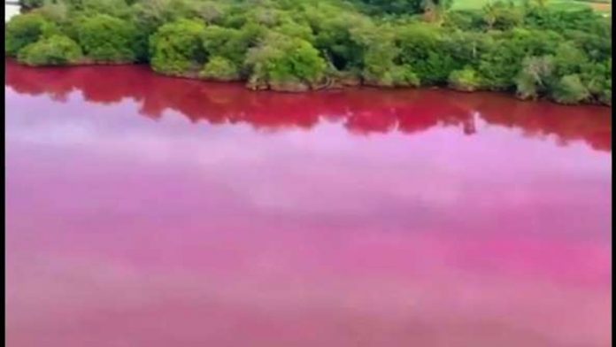 ¿Por qué se pintó de rosa laguna en Oaxaca?