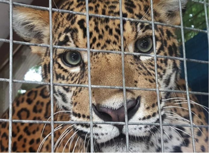 Urgente, que tráfico ilegal del jaguar sea delito grave