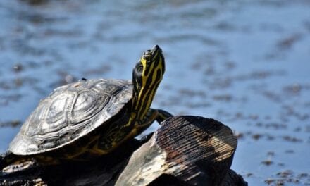 Desaparecen 60 tortugas en peligro de extinción de zoológico japonés