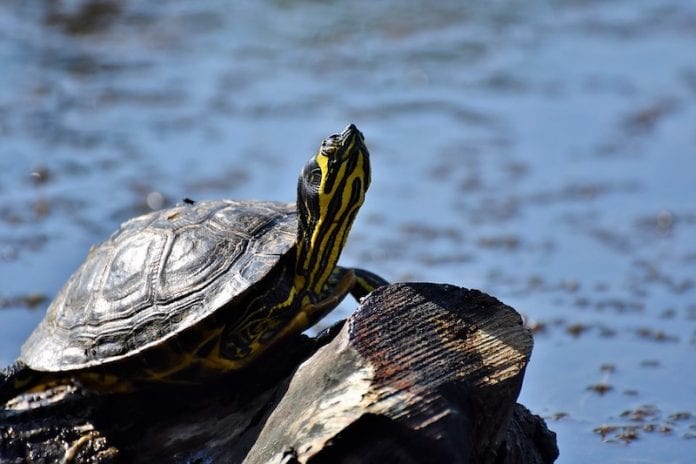 Desaparecen 60 tortugas en peligro de extinción de zoológico japonés