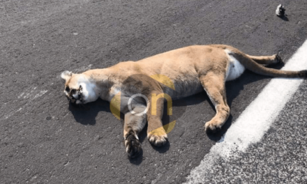 ATROPELLAN Y MATAN A UN PUMA EN LA HUASTECA POTOSINA