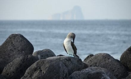Buscará Ecuador ampliar la reserva marina de Galápagos