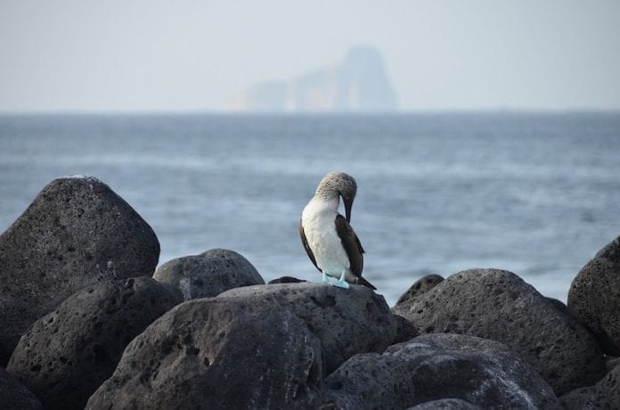 Buscará Ecuador ampliar la reserva marina de Galápagos