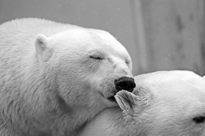 Vuelven osos polares a su hábitat en Rusia
