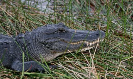Un hombre de Florida es detenido tras disparar a un caimán con perdigones