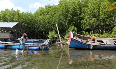 Alertan de que la Tierra ha perdido un tercio de los manglares que existían