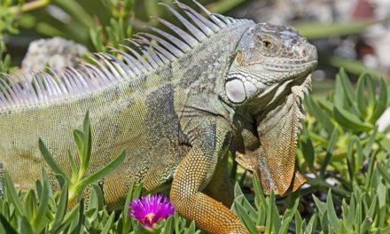 Cientos de especies invasoras amenazan el medioambiente en Florida