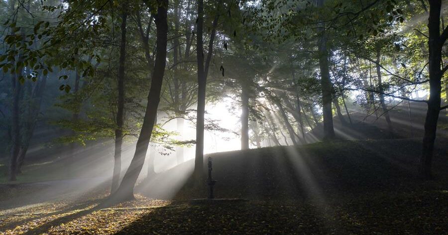 Bruselas invita a opinar sobre la idea de hacer un seguimiento de los bosques