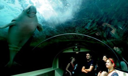 El dugongo, fucionalmente extinto en China, según una investigación
