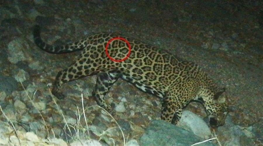 “El Jefe”, un jaguar de la frontera de EE.UU-México y símbolo contra el muro