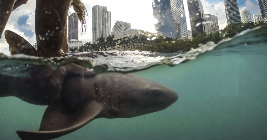 Los ataques de tiburón “suenan” más
