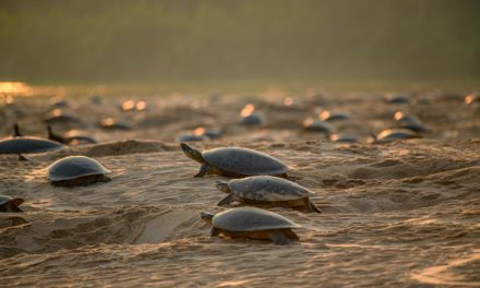 Expertos esperan la mayor anidación de tortugas en frontera de Bolivia-Brasil