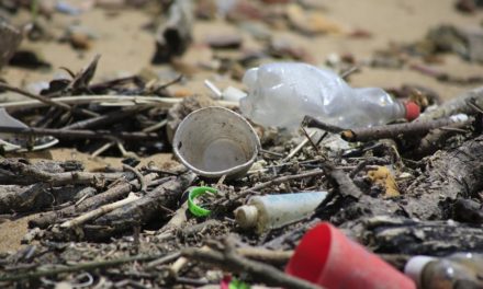 La contaminación por microplásticos amenaza las lagunas costeras del planeta