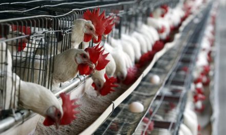 AMLO no considera “grave” el brote de gripe aviar en México