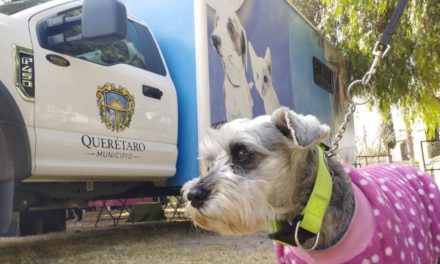 En Querétaro piden no regalar mascotas a niños y niñas