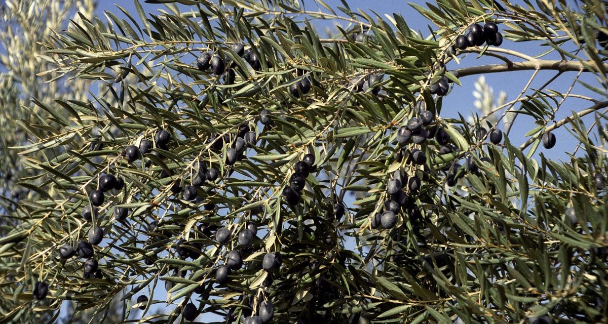 El aceite de orujo de oliva reduce el colesterol y el perímetro d…