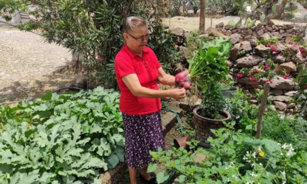 Huertos biointensivos fungen como apoyo a familias rurales en San…