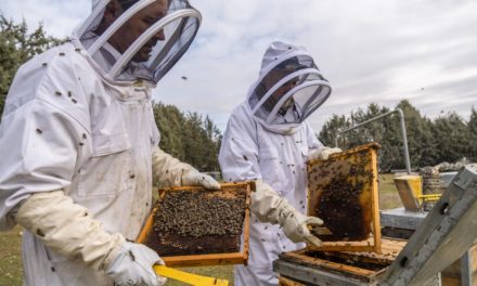 Prueban en España una vacuna para mitigar el declive de las abeja…