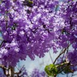 Jacarandas visten de morado a San Juan del Río
