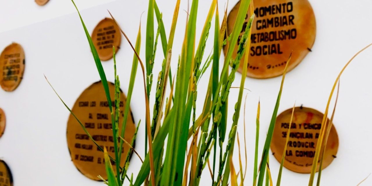 Presentan “Barro y arroz” y “Ausencias” en el Museo de Arte Conte…