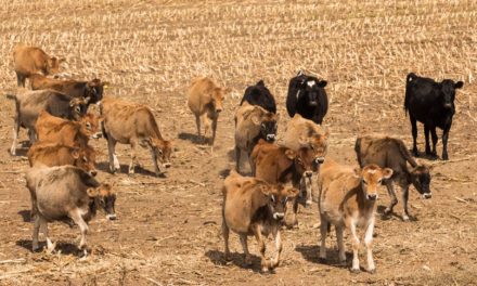 Sequía en Querétaro causa muerte de ganado y activa emergencia