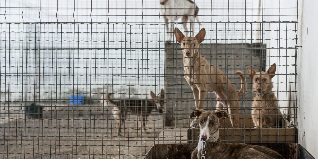 Delegado y Control Animal, acusados de recoger perros en La Valla…