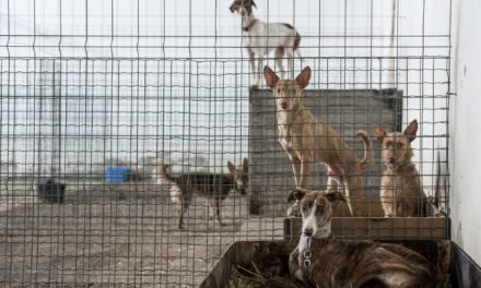 Delegado y Control Animal, acusados de recoger perros en La Valla…