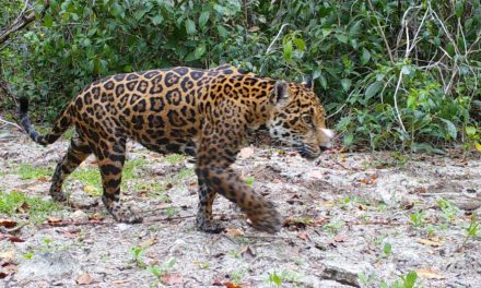 Un proyecto de inteligencia artificial identifica jaguares en una…