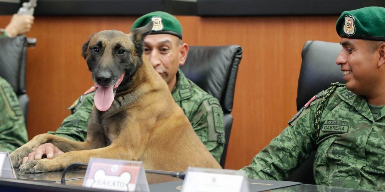 Alista Senado reforma para declarar a perros como ‘seres sintient…