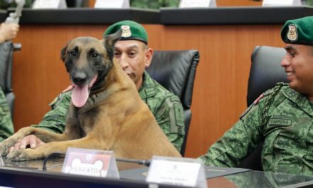 Alista Senado reforma para declarar a perros como ‘seres sintient…