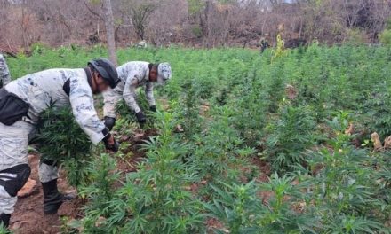 Destruyen 12 mil plantas de marihuana en Michoacán