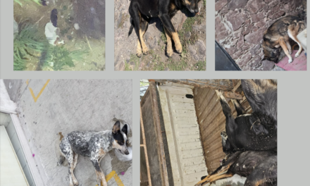 Envenenamiento masivo de perros en San Juan del Río: Se busca a r…