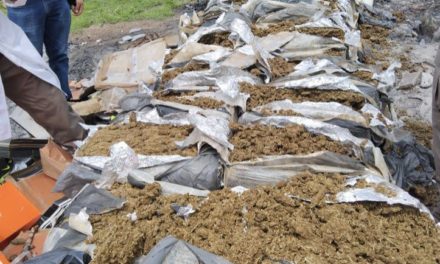 Incineran más de 200 kilos de drogas en Nayarit