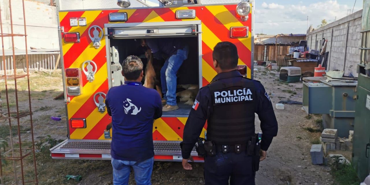 Rescatan a 20 perros maltratados en El Marqués