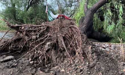 Fuertes ráfagas de viento derriban árboles en La Llave, San Juan…