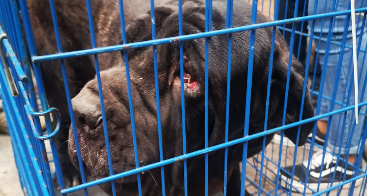 Rescatan 25 perros en criadero clandestino en la Ciudad de México
